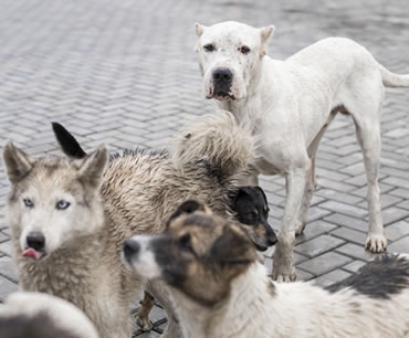 Sauver les chiens des rues